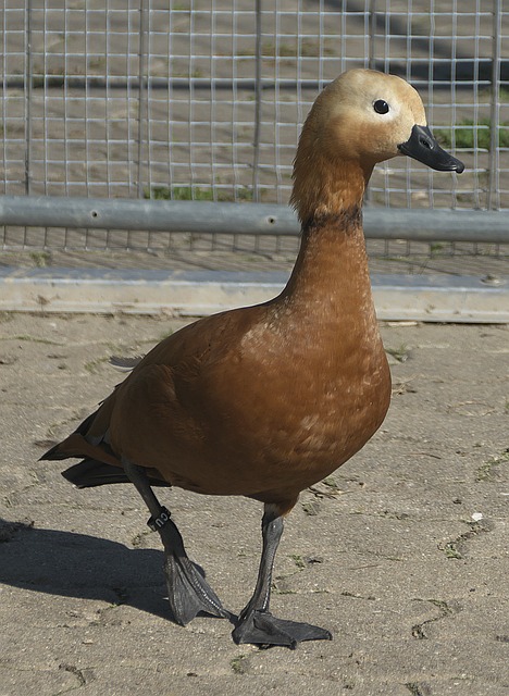 育活动